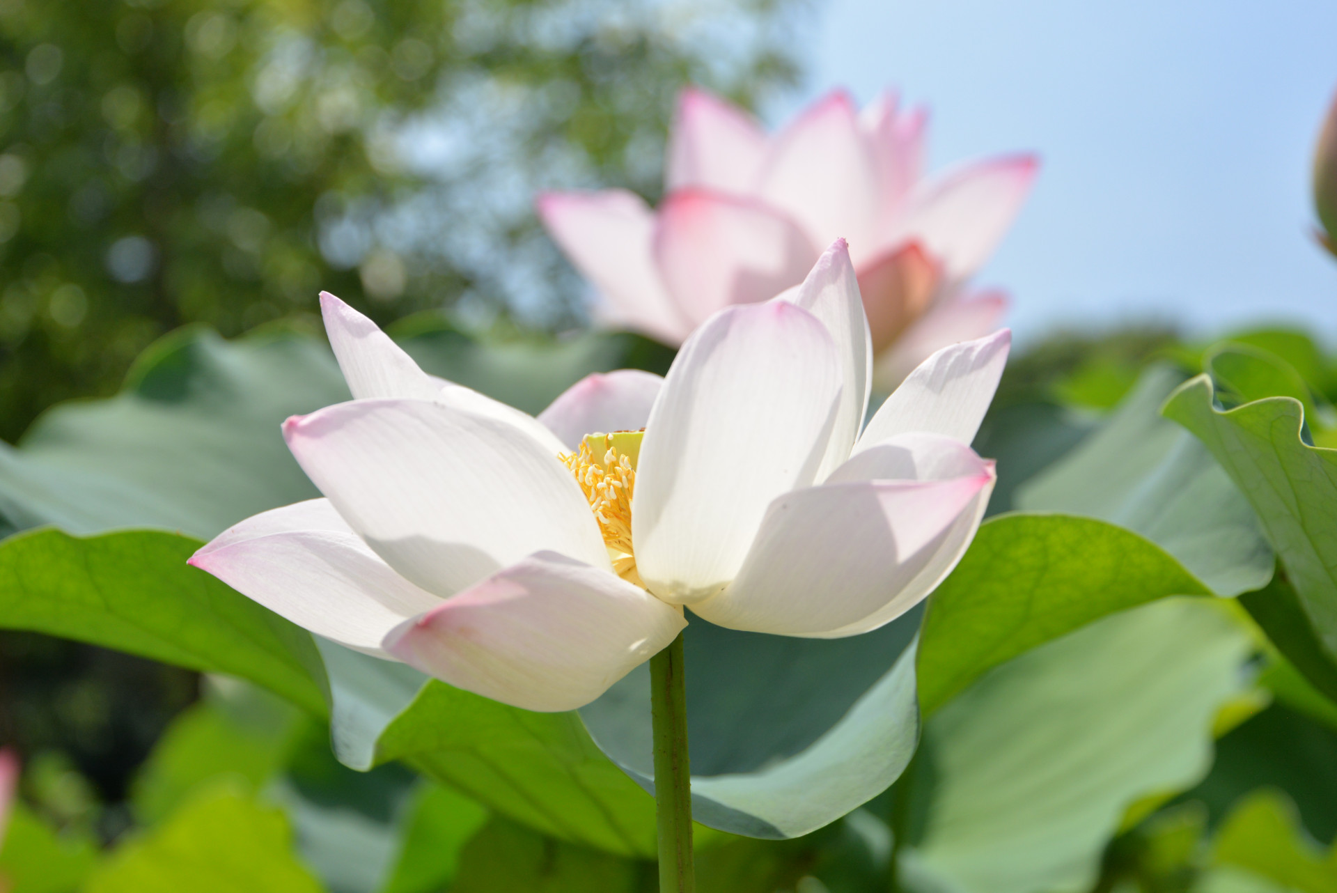 ハスの花咲く夏の大船フラワーセンター【花のコラム】